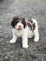 Pachtige Italiaanse waterhond pups te koop, Dieren en Toebehoren, België, 8 tot 15 weken, Meerdere, Fokker | Professioneel