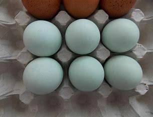 pluimvee, Dieren en Toebehoren, Pluimvee, Kip, Geslacht onbekend