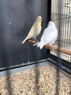 Kanaries jongen, Dieren en Toebehoren