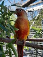 Conures molinae Eam