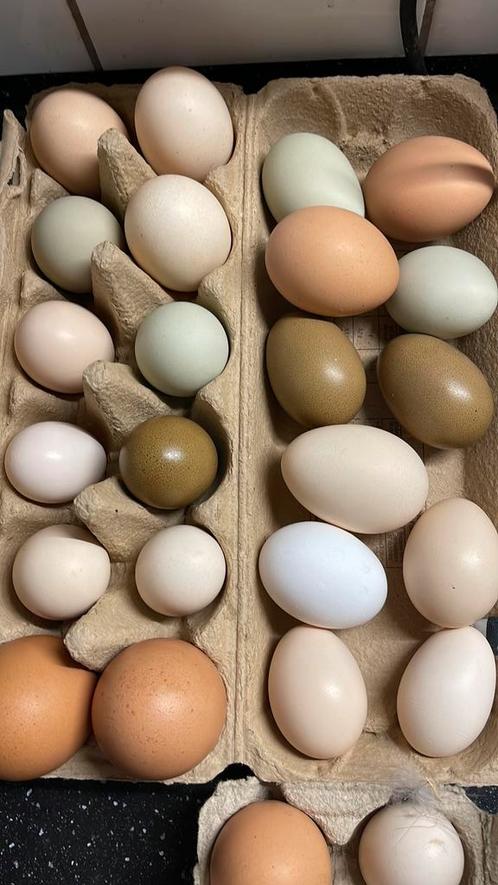 Verse scharrel kippeneieren, Dieren en Toebehoren, Pluimvee