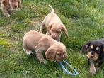 Engelse cocker spaniel, Dieren en Toebehoren, Honden | Retrievers, Spaniëls en Waterhonden, CDV (hondenziekte), Meerdere, 8 tot 15 weken