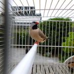 Spitsstaartamadine, Dieren en Toebehoren, Vogels | Overige Vogels, Mannelijk, Tropenvogel, Tam