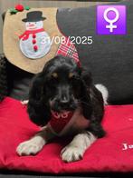 mooie engelse cocker pups, Dieren en Toebehoren, België, CDV (hondenziekte), 8 tot 15 weken, Teef