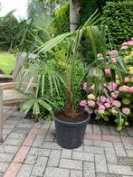 Trachycarpus Fortunei palmboom winterhard, Jardin & Terrasse, Plantes | Arbres, Enlèvement, Palmier