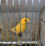 Kanaries, Dieren en Toebehoren