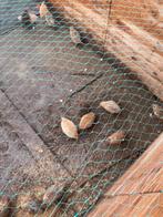 Jonge kwartels, Dieren en Toebehoren, Pluimvee