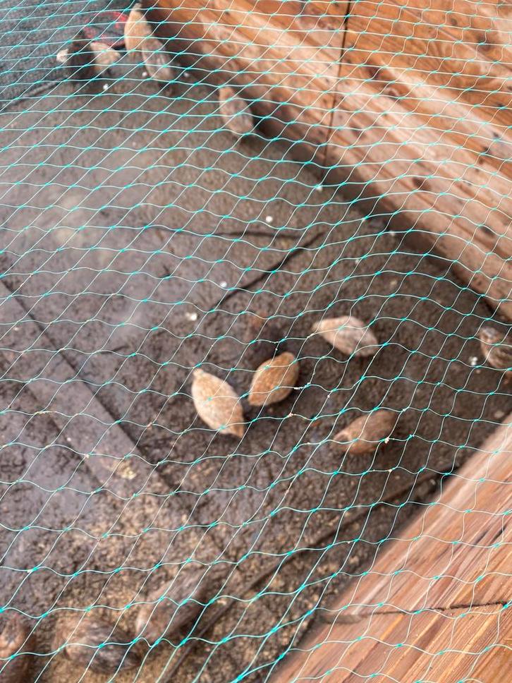 Jonge kwartels, Dieren en Toebehoren, Pluimvee