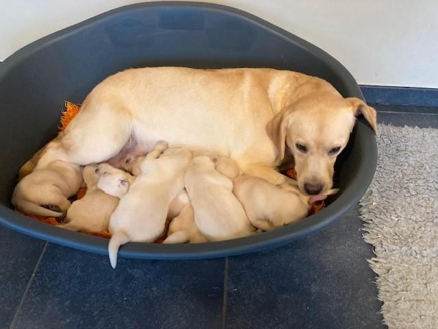 Blonde labradorpups met ouders te zien, Dieren en Toebehoren, Honden | Retrievers, Spaniëls en Waterhonden, Meerdere dieren, Labrador retriever