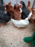 jeunes poules pondant des œufs de toutes les couleurs (13 ra, Poule ou poulet, Femelle