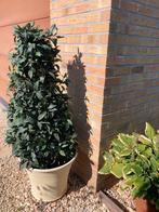 Laurier in kunststof!, Tuin en Terras, Planten | Struiken en Hagen, Ophalen, Laurier