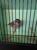 Gloster gladkop, Dieren en Toebehoren, Vogels | Kanaries, Mannelijk, Postuurkanarie