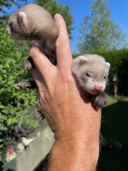 fretten /pups, Dieren en Toebehoren, Overige Dieren, Meerdere dieren