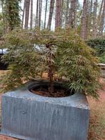 japanse esdoorn rood, Ophalen