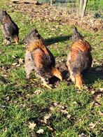 Mooie brahma groothoender hanen, Dieren en Toebehoren, Pluimvee