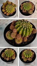 Cactus: Eriocactus warasii, Huis en Inrichting, Ophalen, Cactus