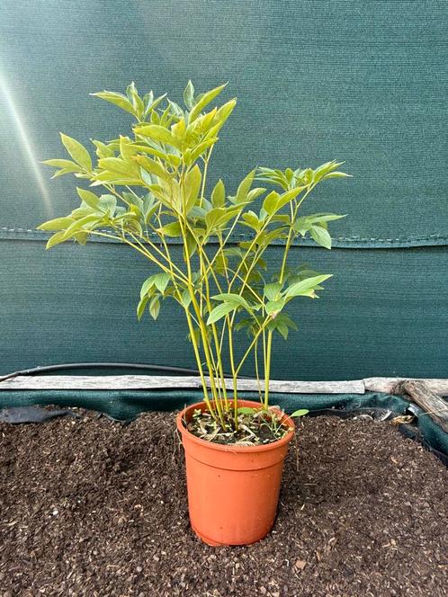 Roze pioenrozen, Tuin en Terras, Planten | Bomen, Volle zon, In pot, Ophalen