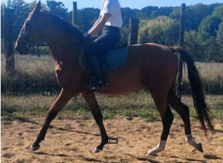 Prachtig zangersheide superbraaf paard, Dieren en Toebehoren, Pony's, Hengst, Springpony, 3 tot 6 jaar, Met stamboom, Gechipt