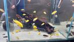 Mbuna's, Dieren en Toebehoren, Vissen | Aquariumvissen