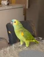 Amazone blauwe voorhoofd, Meerdere dieren, Papegaai, Pratend