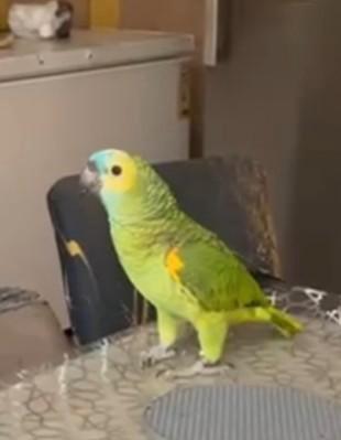 Amazone blauwe voorhoofd, Dieren en Toebehoren, Vogels | Parkieten en Papegaaien, Papegaai, Meerdere dieren, Pratend, Tam, Geringd
