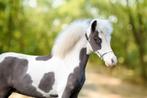Pony te koop, Dieren en Toebehoren, Hengst, Onbeleerd, Recreatiepony, Met stamboom