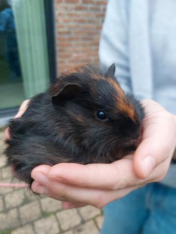 Gratis baby cavia beschikbaar voor biedingen
