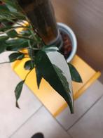 Epipremnum pinnatum albo variegata, Huis en Inrichting, Kamerplanten, Ophalen of Verzenden