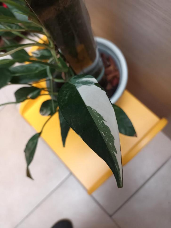 Epipremnum pinnatum albo variegata, Maison & Meubles, Plantes d'intérieur, Enlèvement ou Envoi