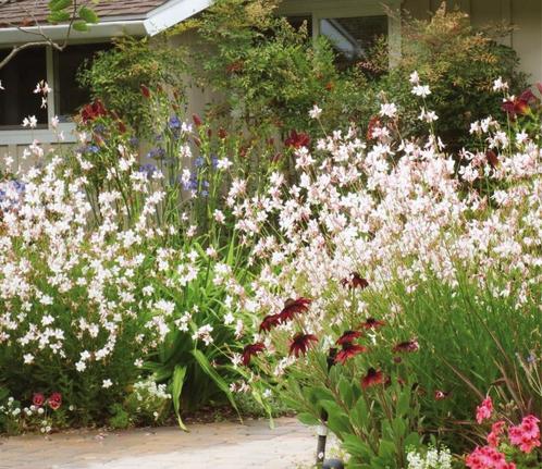 Gaura lindheimerii, Tuin en Terras, Planten | Tuinplanten, Vaste plant, Herfst, Ophalen