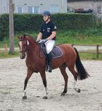3 jarige Freiberger/Franches Montagne merrie met veldtest., Merrie, ZZ, Minder dan 160 cm, Gechipt