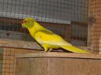 Kakariki, kakarikies, Dieren en Toebehoren
