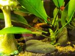 Aquarium vissen, Dieren en Toebehoren