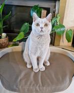 Britse korthaar lilac, Dieren en Toebehoren, Katten en Kittens | Raskatten | Korthaar, Poes, Gechipt, 0 tot 2 jaar