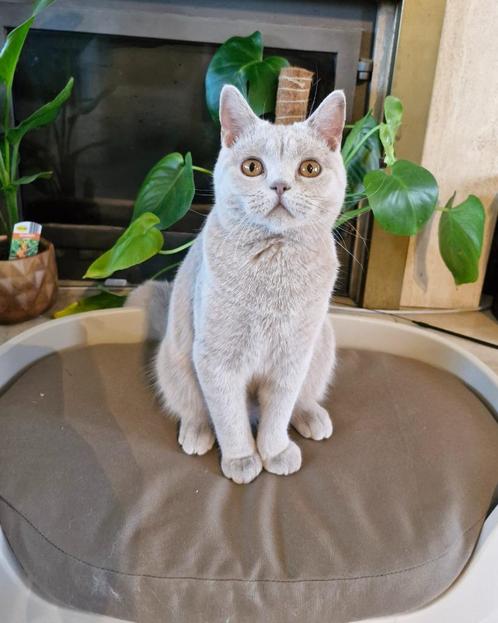 Britse korthaar lilac, Dieren en Toebehoren, Katten en Kittens | Raskatten | Korthaar, Poes, 0 tot 2 jaar, Gechipt, Ontwormd, Ingeënt