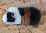 Us teddy cavia., Dieren en Toebehoren, Cavia