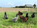 Jonge tamme Araucana kippen hennen gesekst en ingeënt, Dieren en Toebehoren, Vrouwelijk, Kip