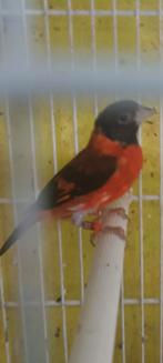 Couple de tarin de Venezuela 2024 prêt à la reproduction., Dieren en Toebehoren, Meerdere dieren, Tropenvogel, Geringd