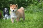 Shiba inu pups nestje beschikbaar, CDV (hondenziekte), Meerdere, 8 tot 15 weken, Meerdere dieren