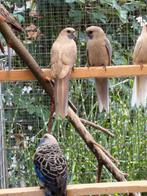 Pennant Rosellas, Dieren en Toebehoren