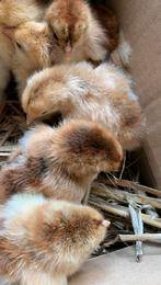 Poussins Brahma pmd à vendre, Poule ou poulet, Plusieurs animaux