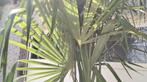 Trachycarpus-palm, Tuin en Terras, Ophalen, Palmboom
