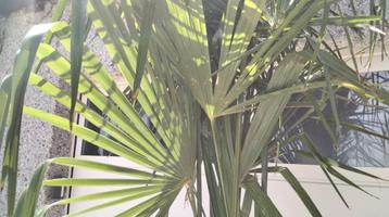 Trachycarpus-palm  beschikbaar voor biedingen