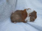 Peruviaan cavia beertje te koop, Janvier, Mâle, Cobaye