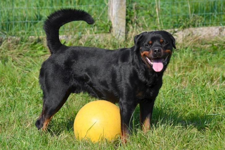 Rottweiler Dekreu, Dieren en Toebehoren, Honden | Dekreuen, Reu, Fokker | Professioneel, Eén hond, België, 3 tot 5 jaar, CDV (hondenziekte)