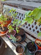 witte aalbesplantjes, Tuin en Terras, Ophalen, Lente, Vaste plant, Fruitplanten