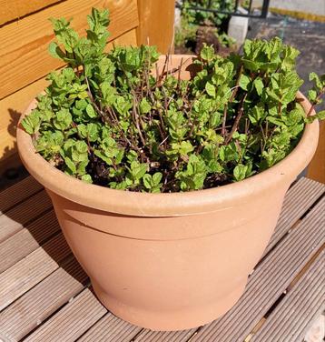 Marokkaanse Munt, Tuin en Terras, Ophalen