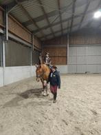 Wandel/weidemaatjes, Merrie