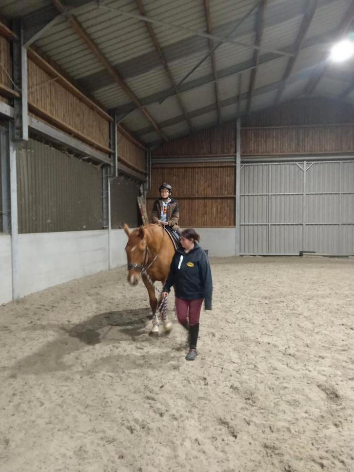 Wandel/weidemaatjes, Dieren en Toebehoren, Paarden, Merrie