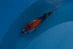 Ginrin Showa, Dieren en Toebehoren, Vissen | Vijvervissen, Karper of Koi